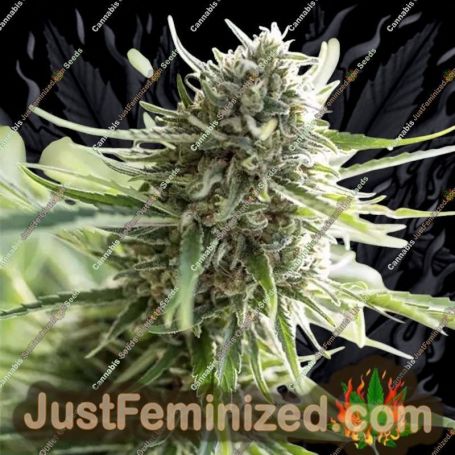 Critical Mass by Dinafem Seeds Cannabis Seeds For Sale at Just Feminized