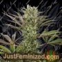 Deep Cheese by Dinafem Seeds Cannabis Seeds For Sale at Just Feminized