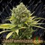 Dinamed Plus by Dinafem Seeds Cannabis Seeds For Sale at Just Feminized