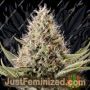 Dinamex by Dinafem Seeds Cannabis Seeds For Sale at Just Feminized