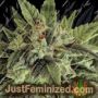 Fruit Auto by Dinafem Seeds Cannabis Seeds For Sale at Just Feminized