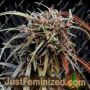 Oldtimers Haze by Ace Seeds Cannabis Seeds For Sale at Just Feminized