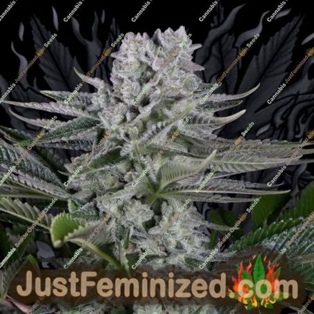 Gorilla by Dinafem Seeds Cannabis Seeds For Sale at Just Feminized