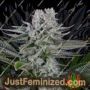 Gorilla by Dinafem Seeds Cannabis Seeds For Sale at Just Feminized