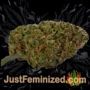 Gorilla by Dinafem Seeds Buds Weed Ganja Skunk Pot Reefer Dope Herb Pics Images