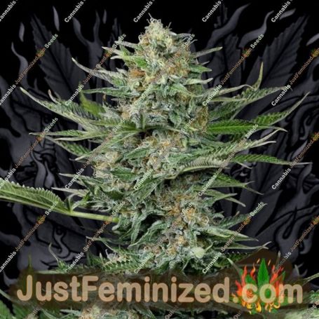 Industrial Plant by Dinafem Seeds Cannabis Seeds For Sale at Just Feminized