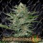 Industrial Plant by Dinafem Seeds Cannabis Seeds For Sale at Just Feminized