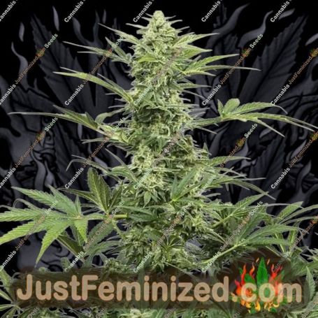 Industrial Plant Auto CBD by Dinafem Seeds Cannabis Seeds For Sale at Just Feminized