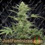 Industrial Plant Auto CBD by Dinafem Seeds Cannabis Seeds For Sale at Just Feminized