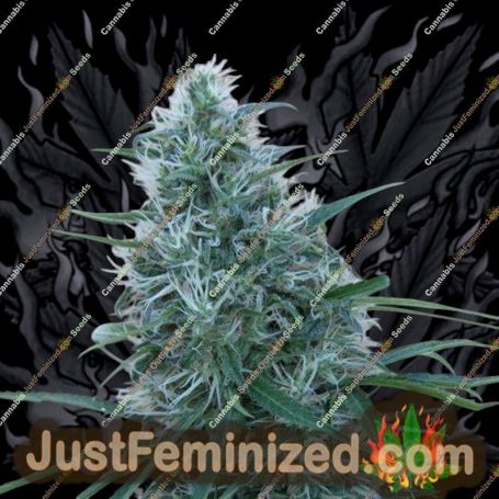 Orient Express by Ace Seeds Cannabis Seeds For Sale at Just Feminized