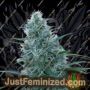 Orient Express by Ace Seeds Cannabis Seeds For Sale at Just Feminized