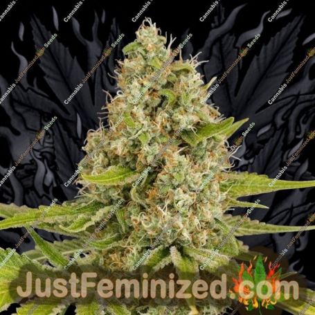 OG Kush by Dinafem Seeds Cannabis Seeds For Sale at Just Feminized