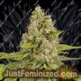 OG Kush by Dinafem Seeds Cannabis Seeds For Sale at Just Feminized