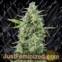 OG Kush Auto by Dinafem Seeds Cannabis Seeds For Sale at Just Feminized