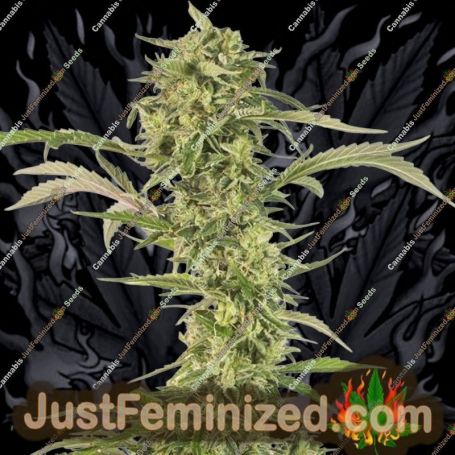 OG Kush Auto by Dinafem Seeds Cannabis Seeds For Sale at Just Feminized
