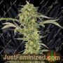 OG Kush Auto by Dinafem Seeds Cannabis Seeds For Sale at Just Feminized