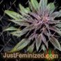 Pakistan Chitral Kush by Ace Seeds Cannabis Seeds For Sale at Just Feminized