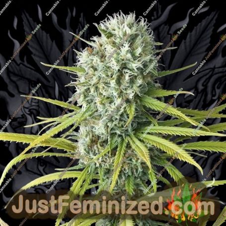 Original Amnesia by Dinafem Seeds Cannabis Seeds For Sale at Just Feminized