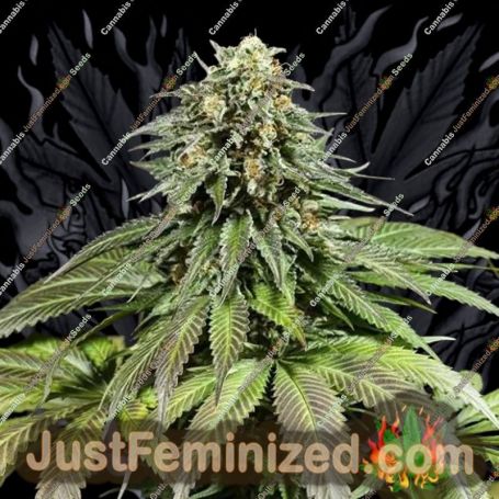 Purple Moby Dick by Dinafem Seeds Cannabis Seeds For Sale at Just Feminized
