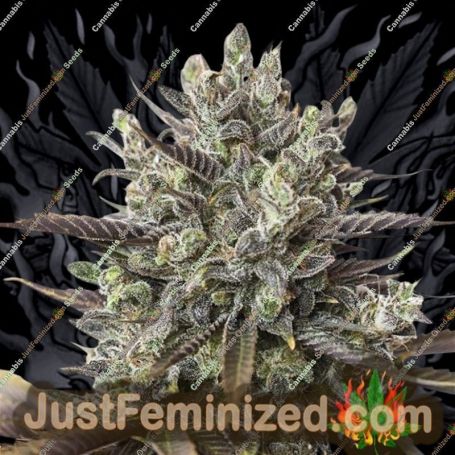 Purple Orange by Dinafem Seeds Cannabis Seeds For Sale at Just Feminized
