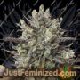 Purple Orange by Dinafem Seeds Cannabis Seeds For Sale at Just Feminized