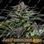 Purps No.1 by Dinafem Seeds Cannabis Seeds For Sale at Just Feminized