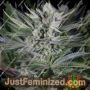 Quick Gorilla by Dinafem Seeds Cannabis Seeds For Sale at Just Feminized
