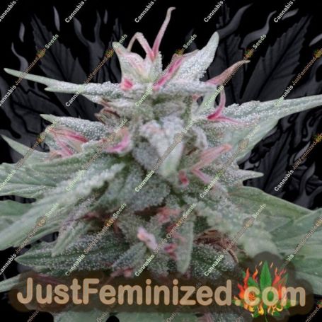 Panama by Ace Seeds Cannabis Seeds For Sale at Just Feminized