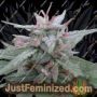 Panama by Ace Seeds Cannabis Seeds For Sale at Just Feminized
