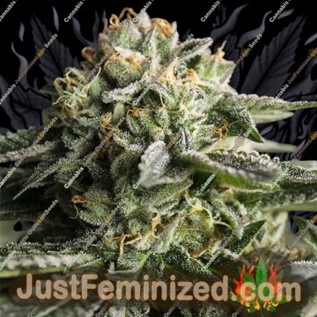 Remo Chemo by Dinafem Seeds Cannabis Seeds For Sale at Just Feminized