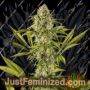 Royal Haze by Dinafem Seeds Cannabis Seeds For Sale at Just Feminized