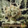 Shark Attack by Dinafem Seeds Cannabis Seeds For Sale at Just Feminized