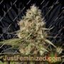 Shark Shock by Dinafem Seeds Cannabis Seeds For Sale at Just Feminized