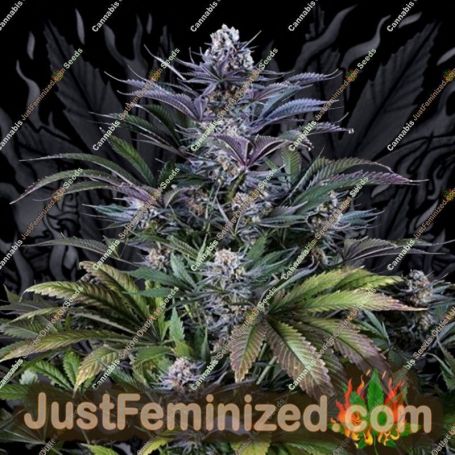 Super Silver by Dinafem Seeds Cannabis Seeds For Sale at Just Feminized