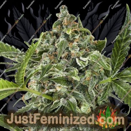 White Cheese Auto by Dinafem Seeds Cannabis Seeds For Sale at Just Feminized