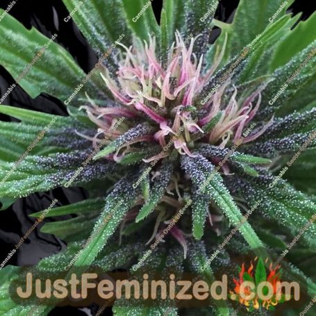 Panama Haze by Ace Seeds Cannabis Seeds For Sale at Just Feminized