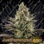 White Widow by Dinafem Seeds Cannabis Seeds For Sale at Just Feminized