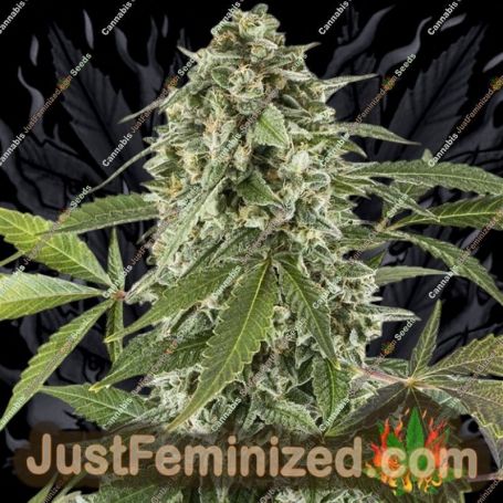 White Widow Auto by Dinafem Seeds Cannabis Seeds For Sale at Just Feminized