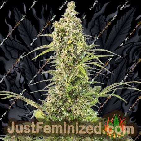 White Widow Auto by Dinafem Seeds Cannabis Seeds For Sale at Just Feminized