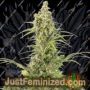 White Widow Auto by Dinafem Seeds Cannabis Seeds For Sale at Just Feminized