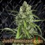 White Widow XXL Auto by Dinafem Seeds Cannabis Seeds For Sale at Just Feminized