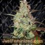 Blueberry Express Auto by Dispensario Seeds Cannabis Seeds For Sale at Just Feminized