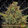 Clinical Mass Auto by Dispensario Seeds Cannabis Seeds For Sale at Just Feminized