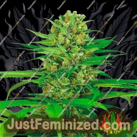 Cream Bubblegum Auto by Dispensario Seeds Cannabis Seeds For Sale at Just Feminized