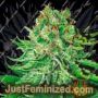 NL Aurora Auto by Dispensario Seeds Cannabis Seeds For Sale at Just Feminized