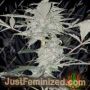 Old School Hashplant Auto by Dispensario Seeds Cannabis Seeds For Sale at Just Feminized