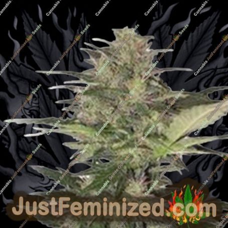 Red White Dwarf Auto by Dispensario Seeds Cannabis Seeds For Sale at Just Feminized