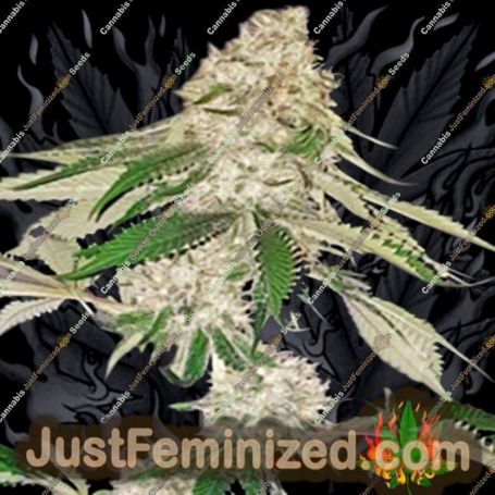 Big Green Crack by Dispensario Seeds Cannabis Seeds For Sale at Just Feminized