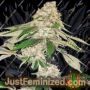 Big Green Crack by Dispensario Seeds Cannabis Seeds For Sale at Just Feminized