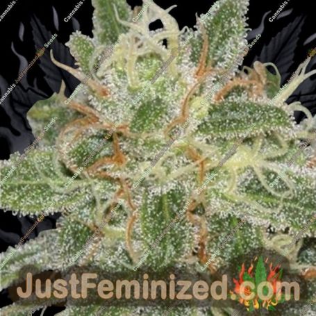 Cinderella Punch by Dispensario Seeds Cannabis Seeds For Sale at Just Feminized